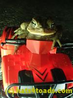 /home//u458753944/public_html/sourcegallery//Roxborough Toad Detour/2013-2019/2017/P3250660.JPG